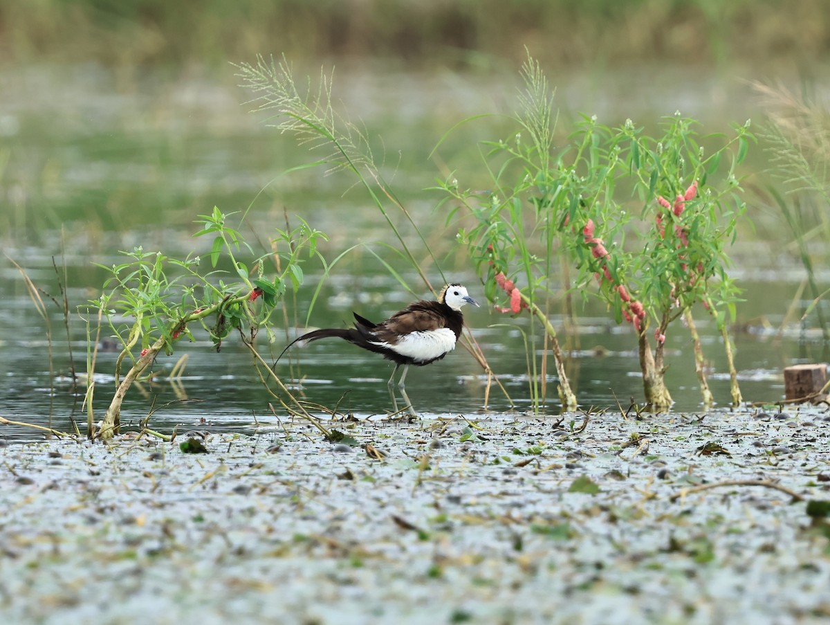 Pheasant-tailed Jacana - Tzu-Hsuan Lin