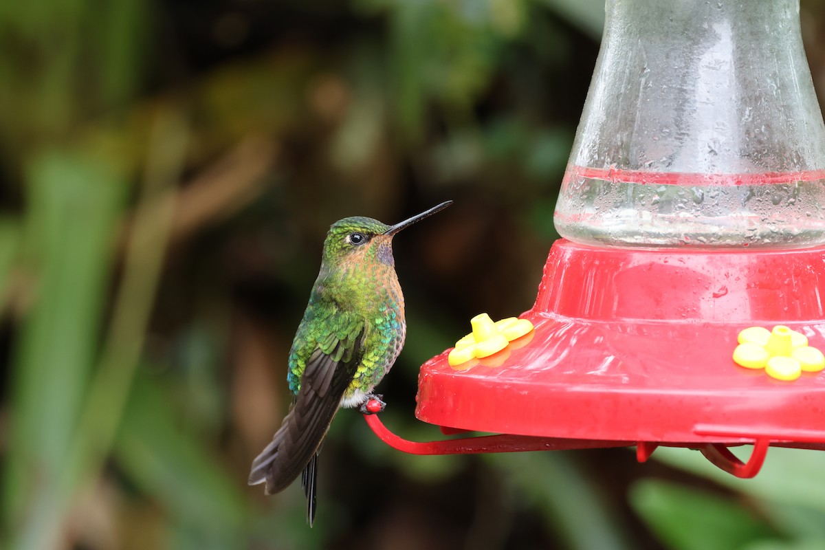 Glowing Puffleg - Jamie Adams