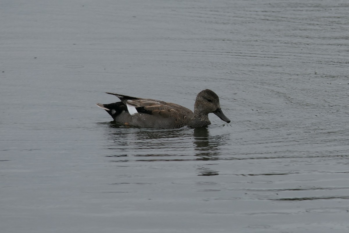 Gadwall - Matteo Andresen