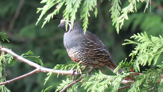 California Quail - ML622913341