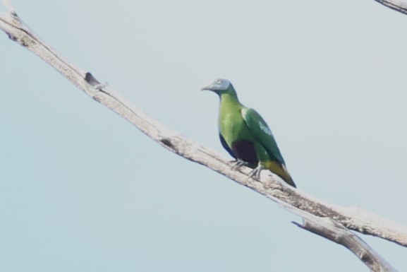 Gray-headed Fruit-Dove - Mei-Luan Wang