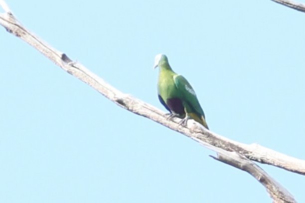 Gray-headed Fruit-Dove - ML622913349