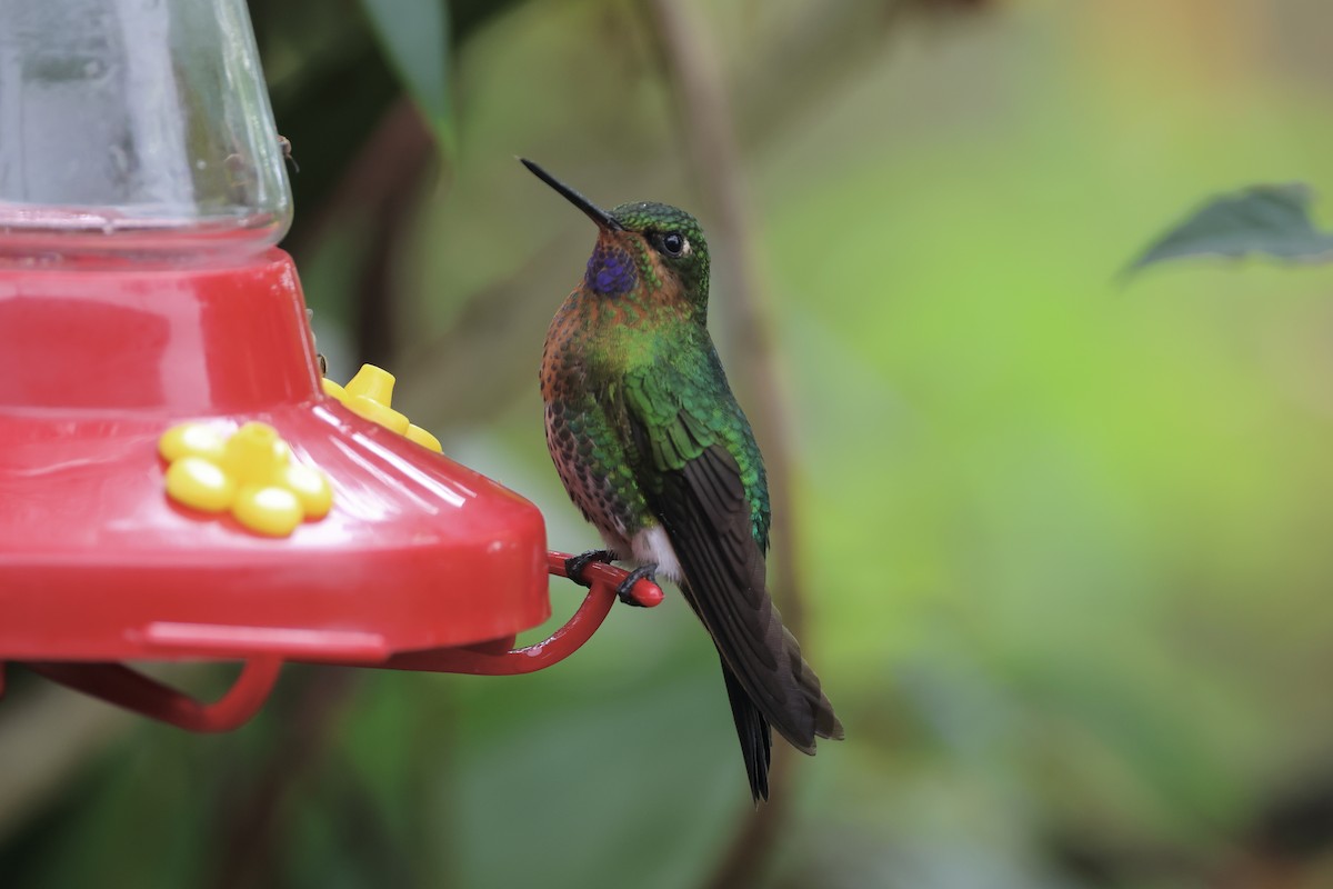 Glowing Puffleg - ML622913396