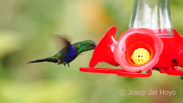 Fork-tailed Woodnymph - ML622913425