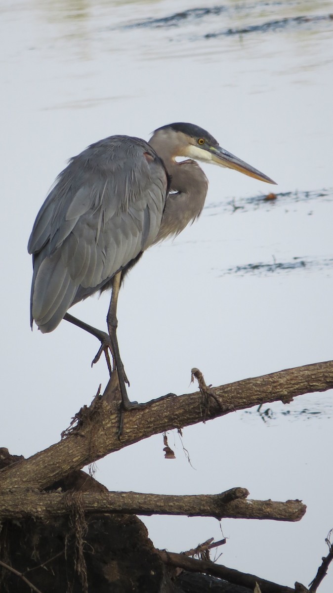 Great Blue Heron - Bird Girl07