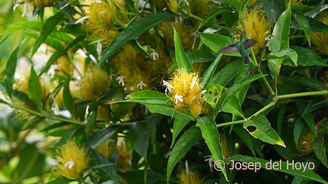 Fork-tailed Woodnymph - ML622913499