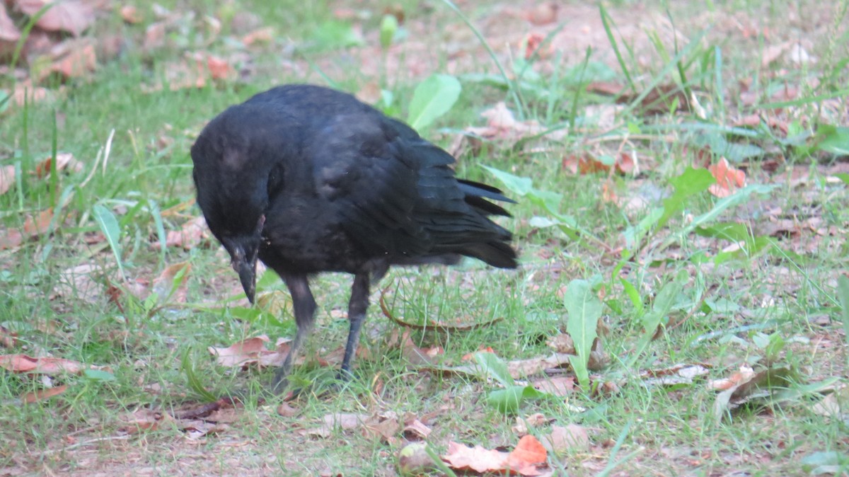 American Crow - Bird Girl07