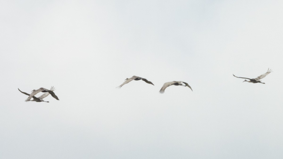 Sandhill Crane (pratensis) - ML622913528