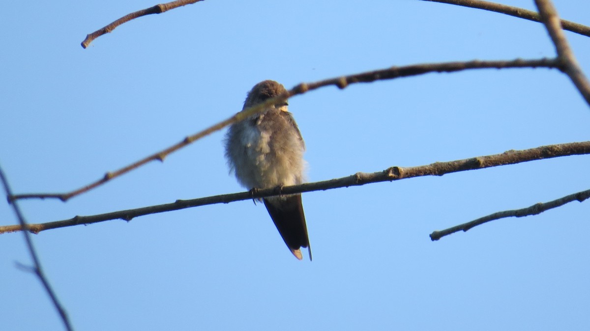 Hirondelle à ailes hérissées - ML622913538