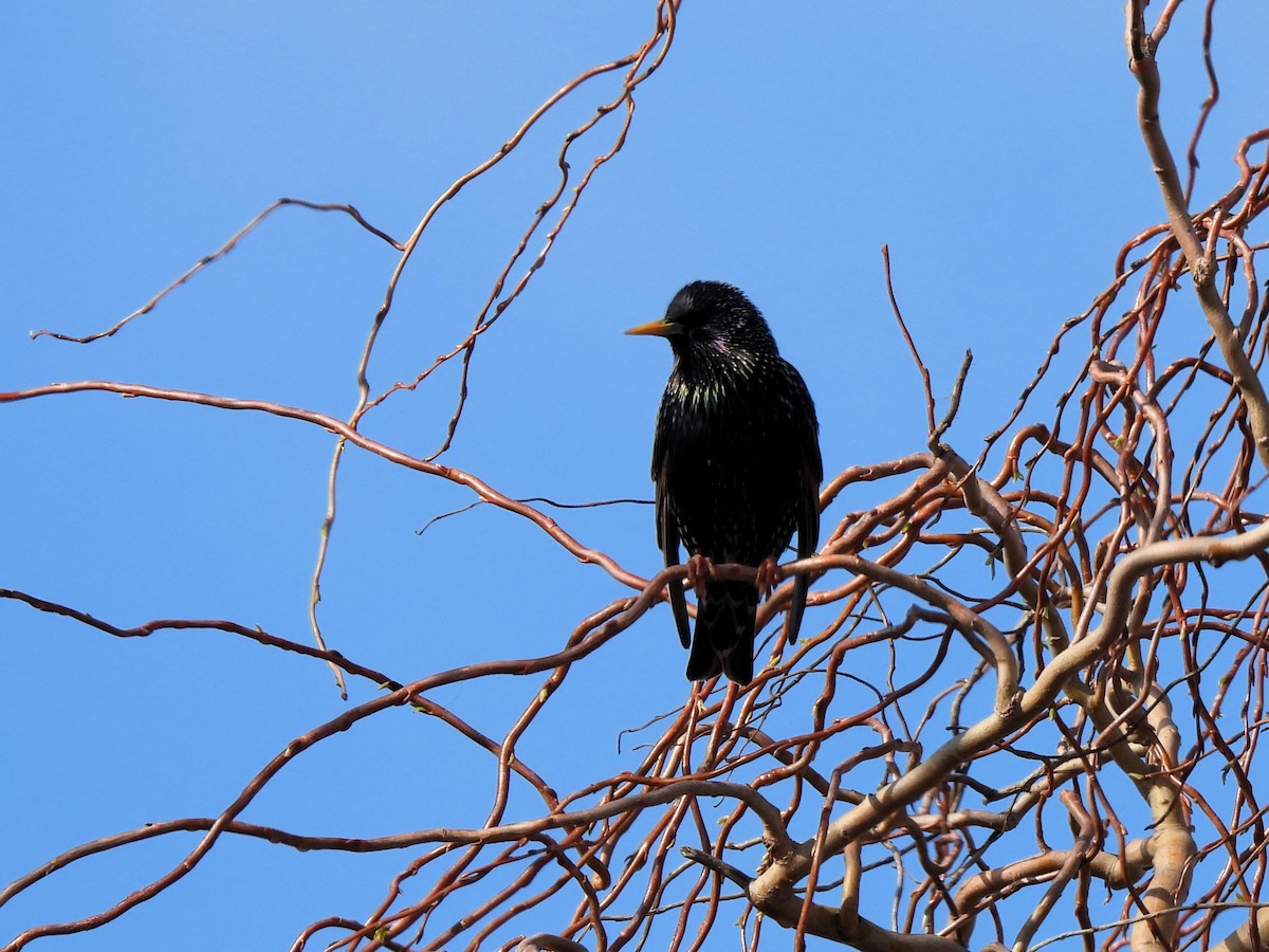 European Starling - ML622913671