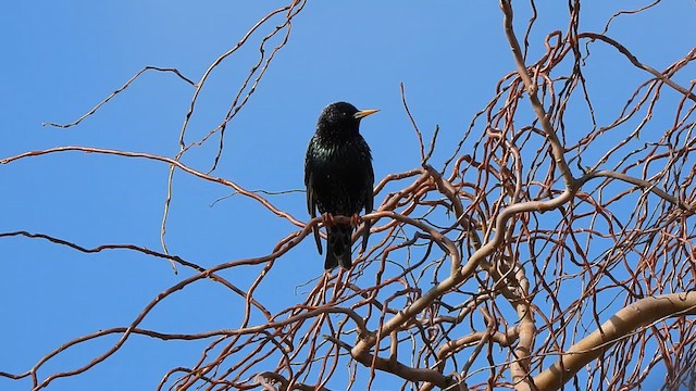 European Starling - ML622913676