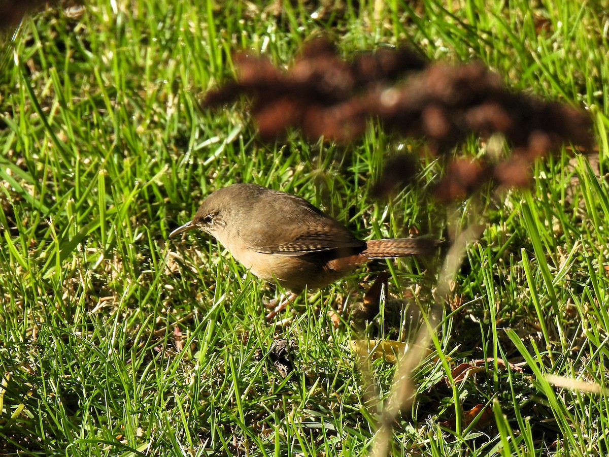 House Wren - ML622913679