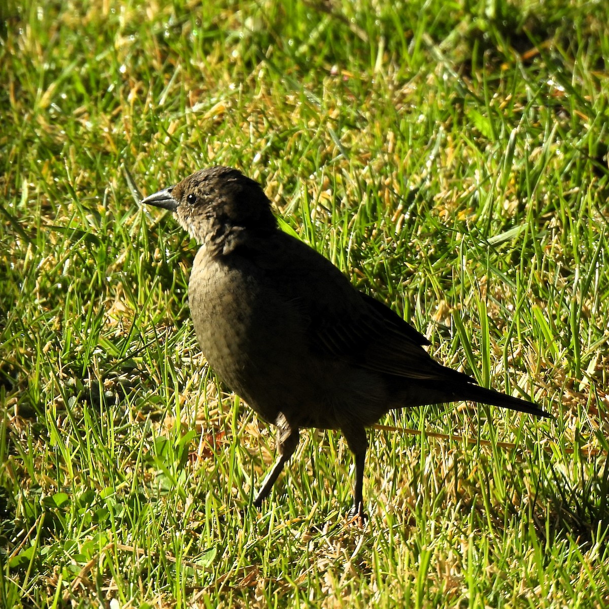 Shiny Cowbird - ML622913681