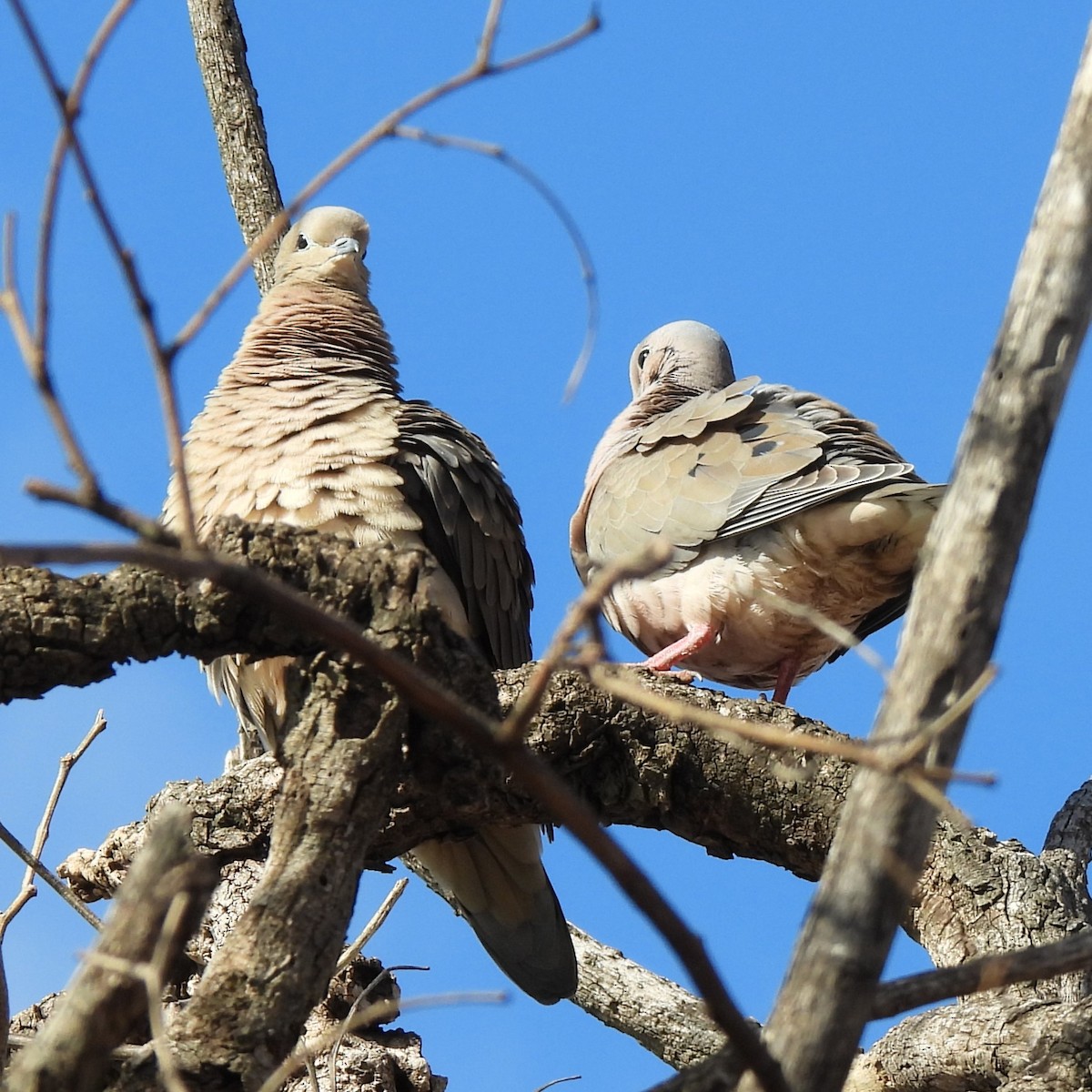 Eared Dove - ML622913714