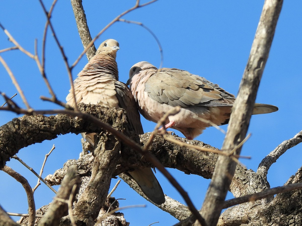 Eared Dove - Pablo Alejandro Pla