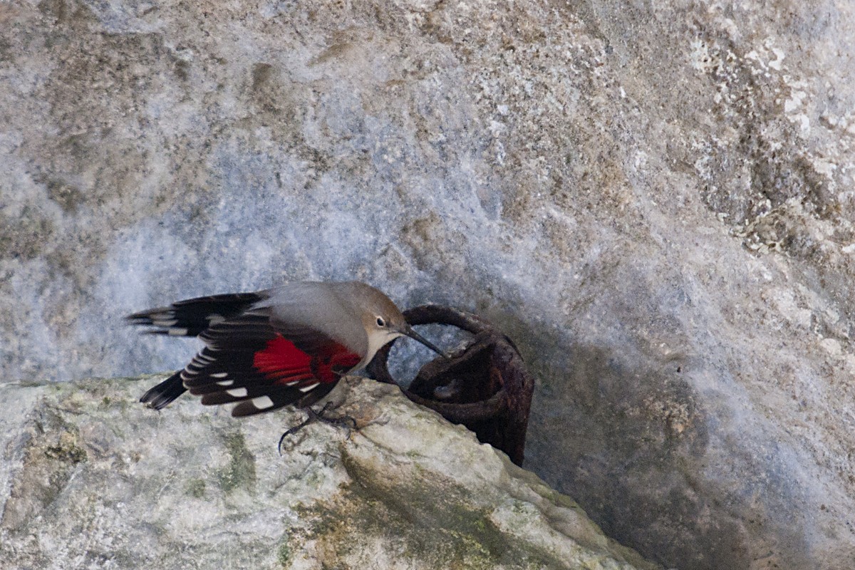 Wallcreeper - Simon Warford