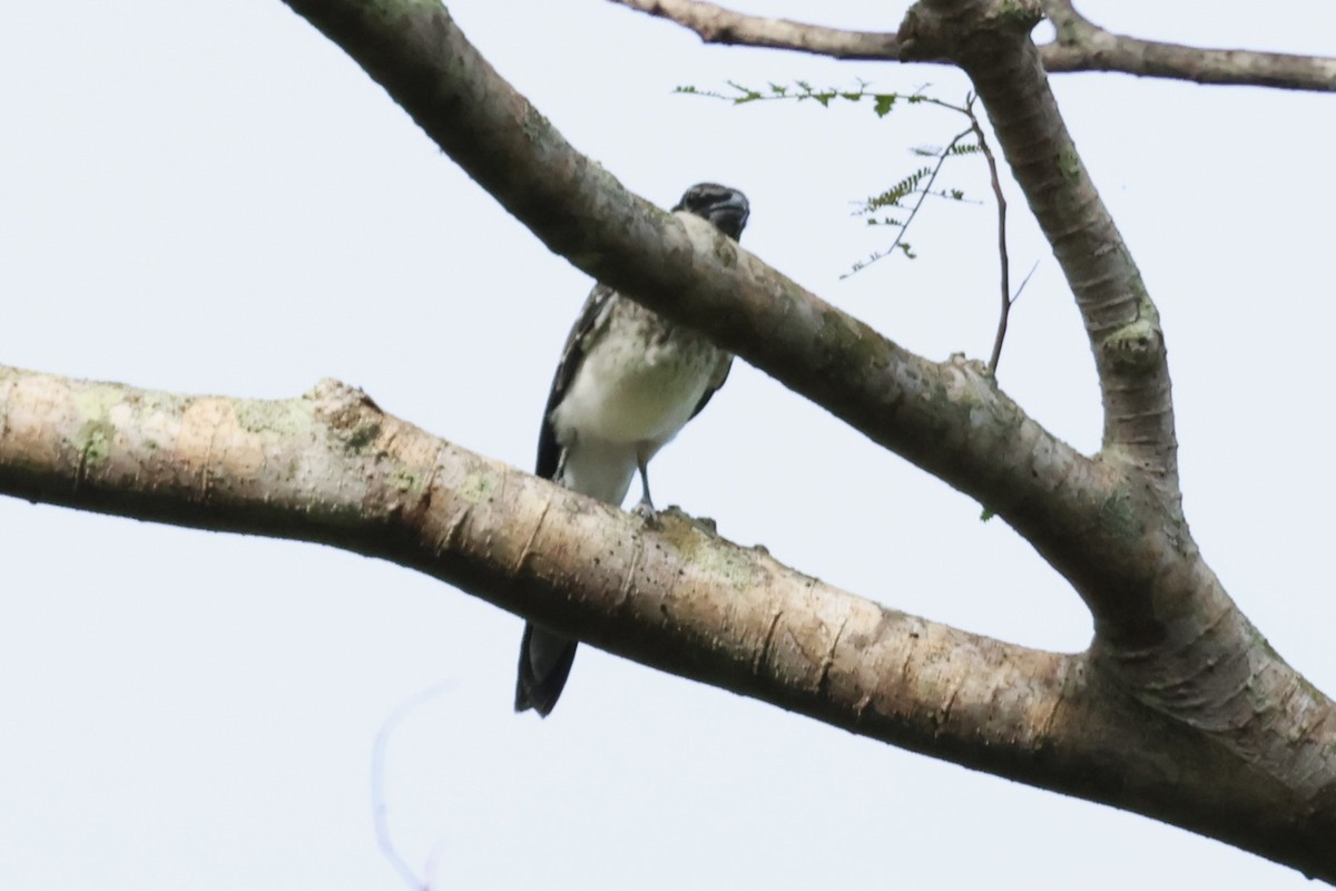 Moluccan Cuckooshrike - ML622913785