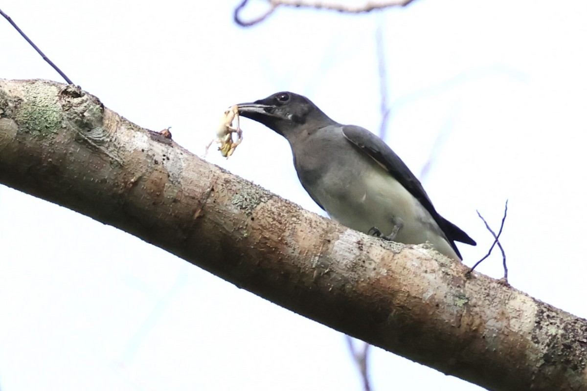 Moluccan Cuckooshrike - Mei-Luan Wang