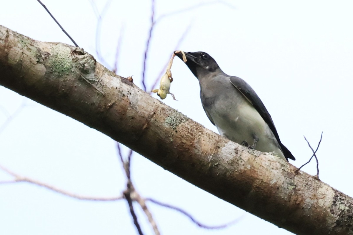 Moluccan Cuckooshrike - Mei-Luan Wang