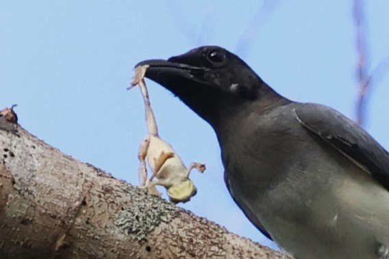 Moluccan Cuckooshrike - ML622913788