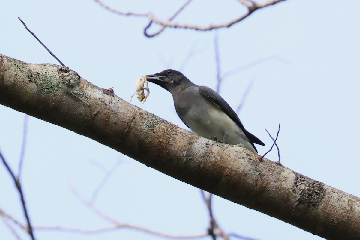 Moluccan Cuckooshrike - ML622913789