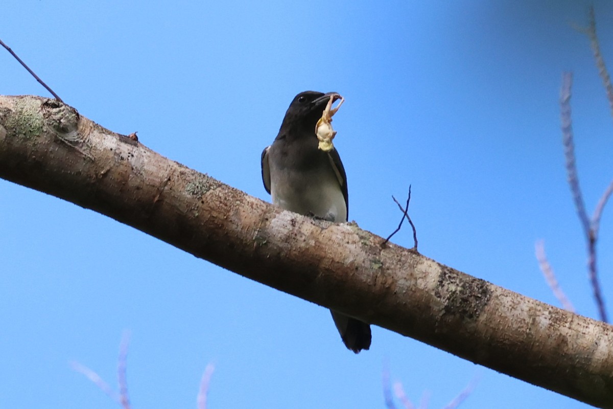 Moluccan Cuckooshrike - ML622913790