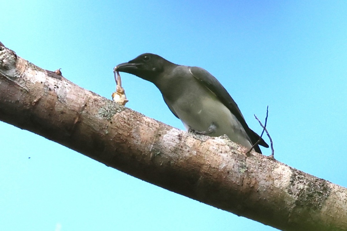 Moluccan Cuckooshrike - ML622913791