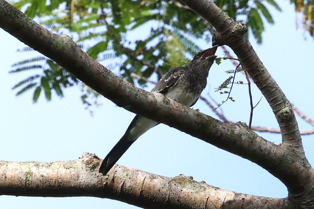 Moluccan Cuckooshrike - ML622913792