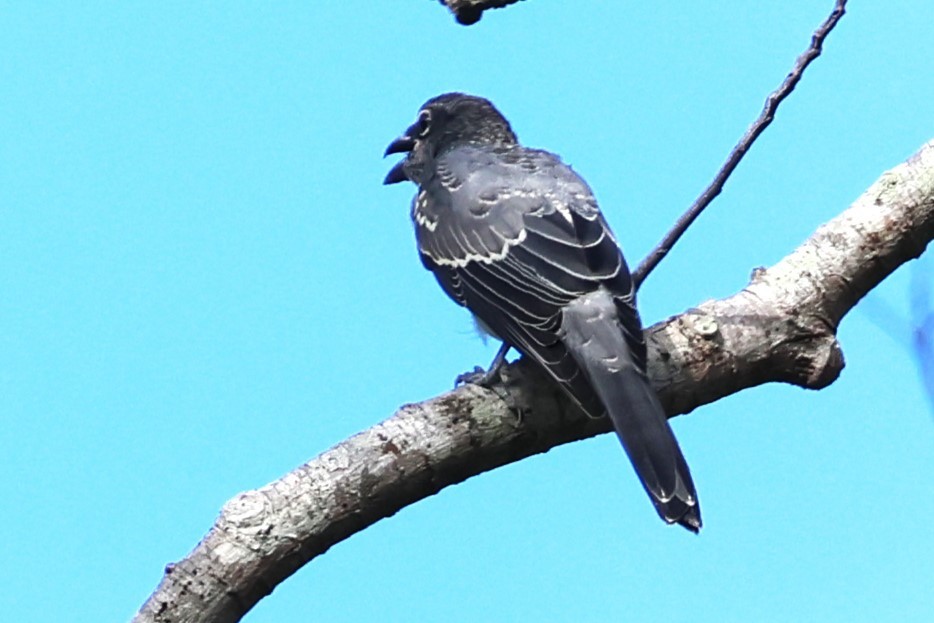 Moluccan Cuckooshrike - ML622913793