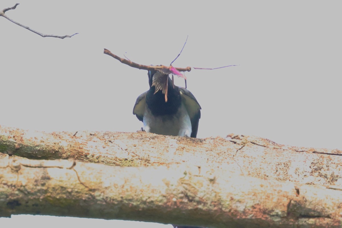 Moluccan Cuckooshrike - ML622913794