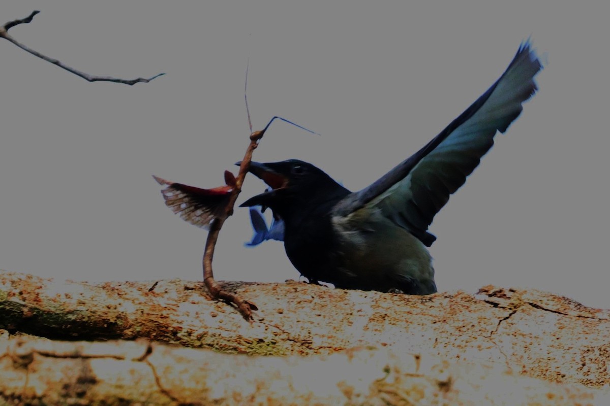 Moluccan Cuckooshrike - ML622913796