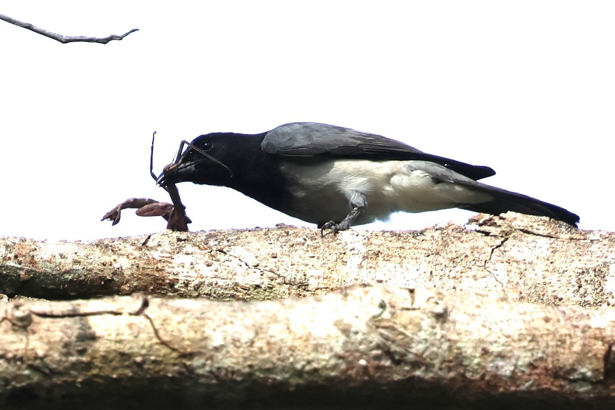 Moluccan Cuckooshrike - ML622913797