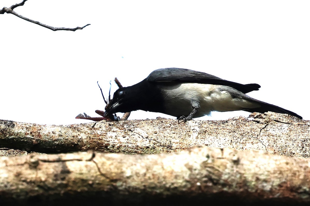 Moluccan Cuckooshrike - ML622913798