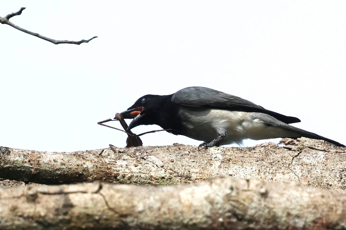 Moluccan Cuckooshrike - ML622913800