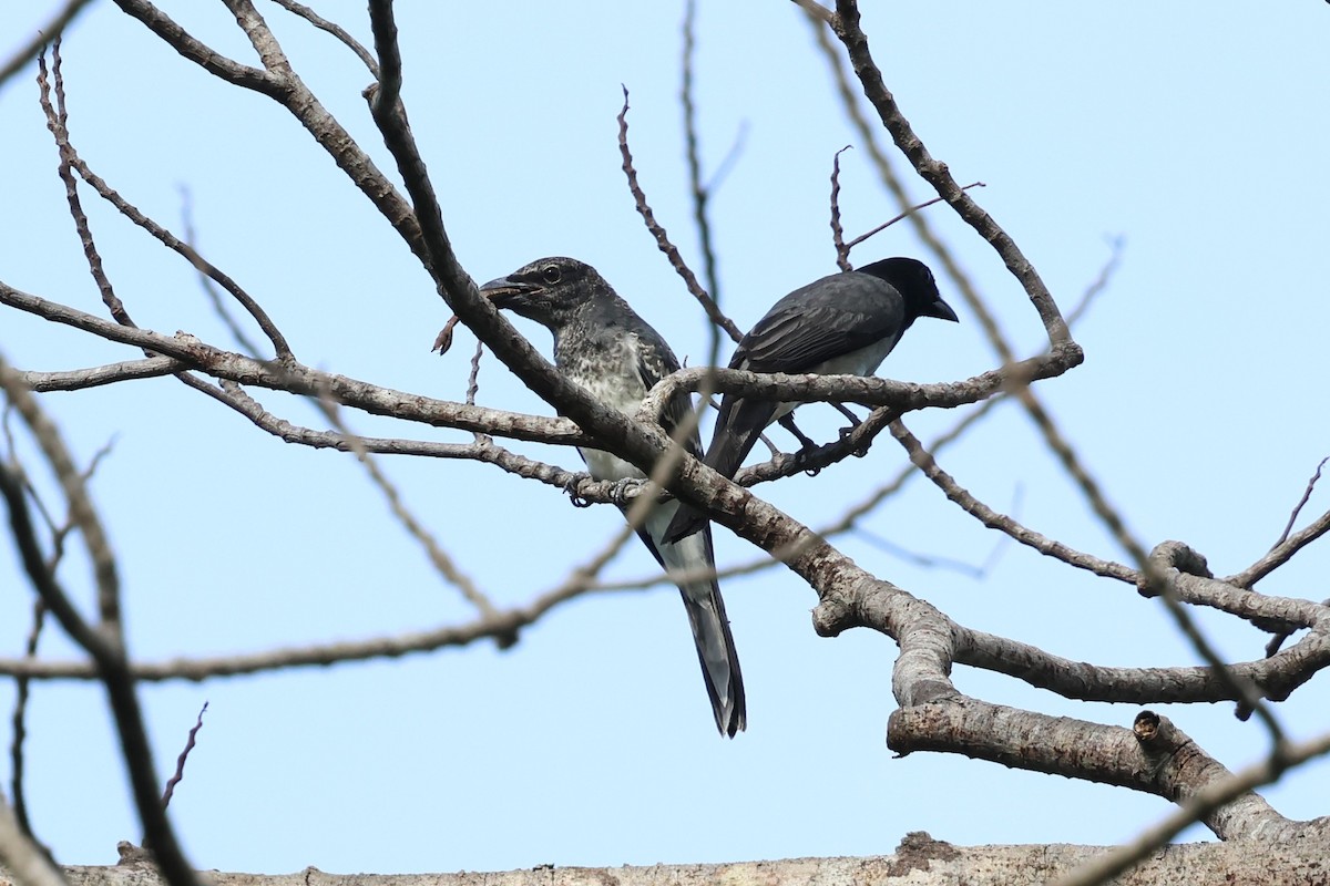 Moluccan Cuckooshrike - ML622913801