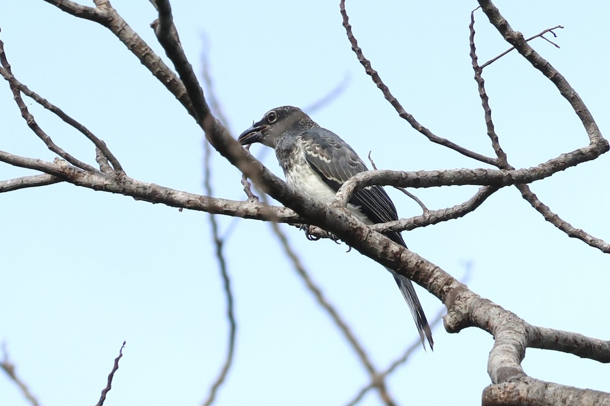 Moluccan Cuckooshrike - ML622913802