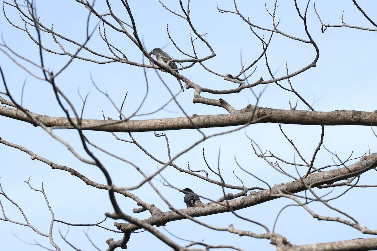 Moluccan Cuckooshrike - ML622913804