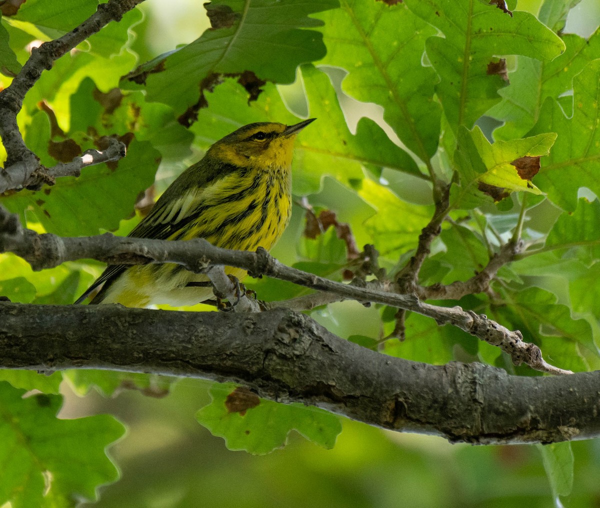 Cape May Warbler - ML622913818