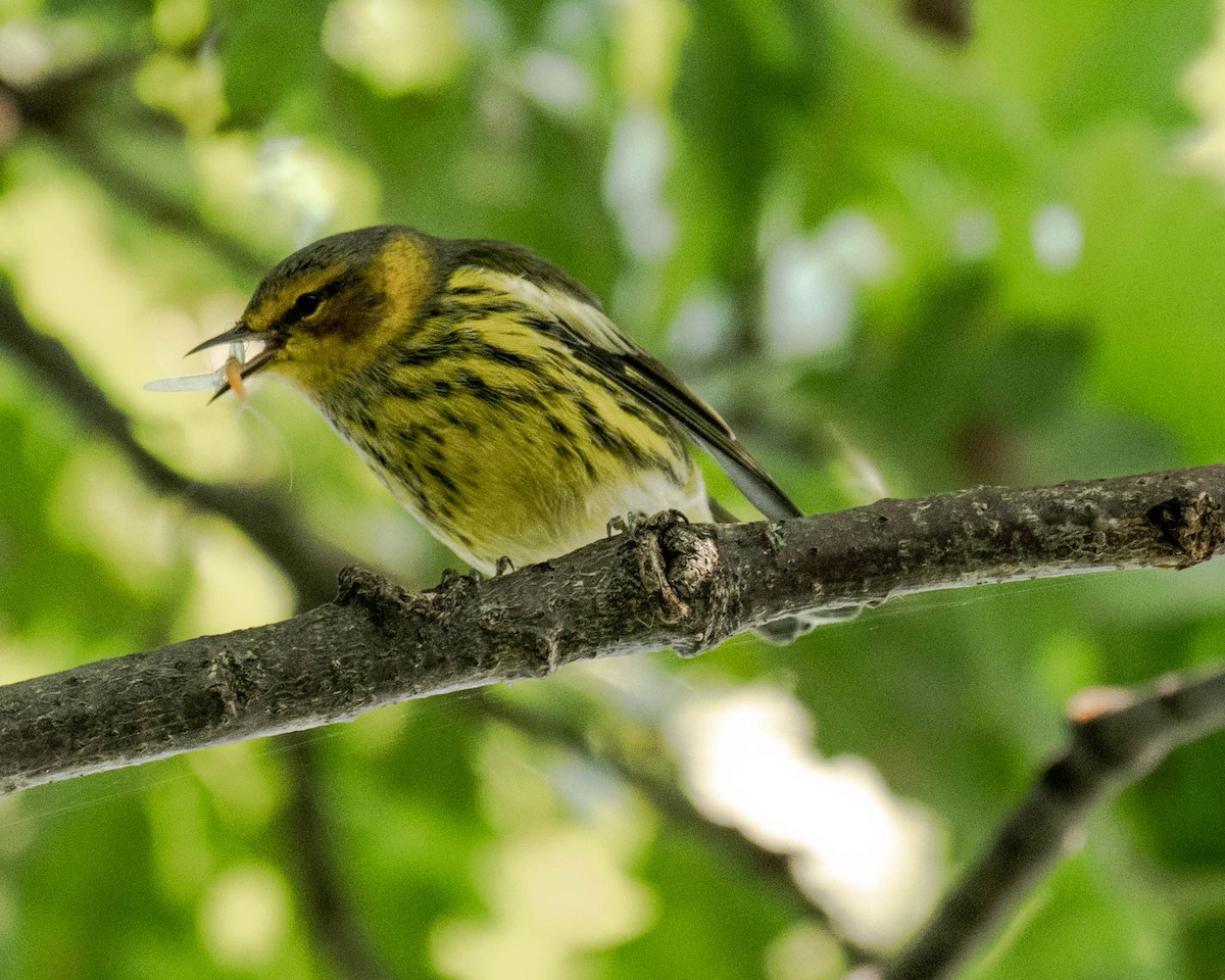 Cape May Warbler - ML622913820