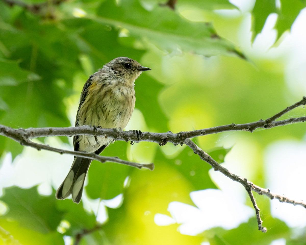 Cape May Warbler - ML622913821