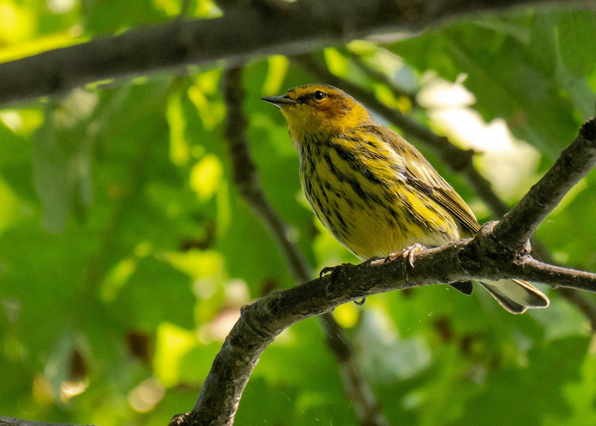 Cape May Warbler - ML622913822