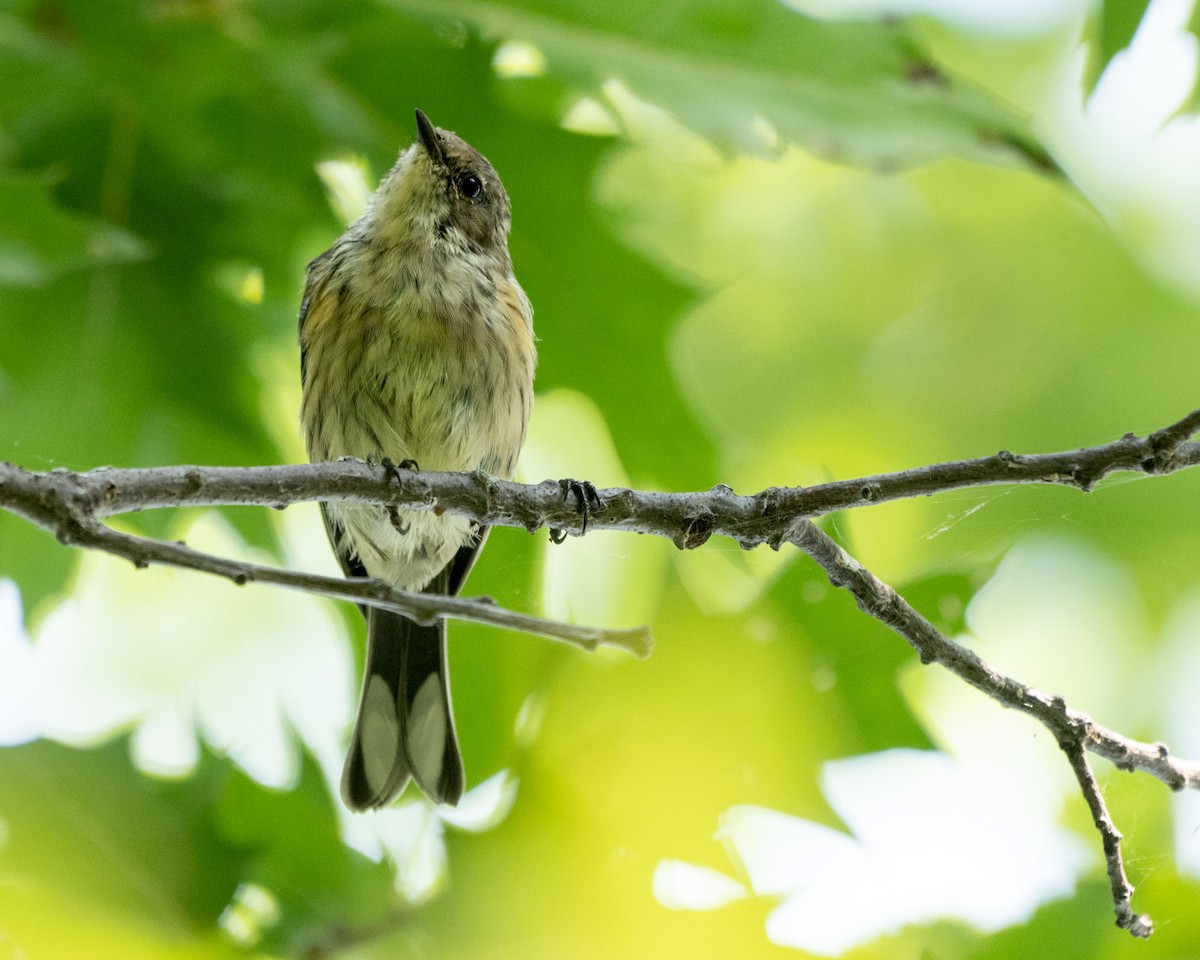 Cape May Warbler - ML622913823