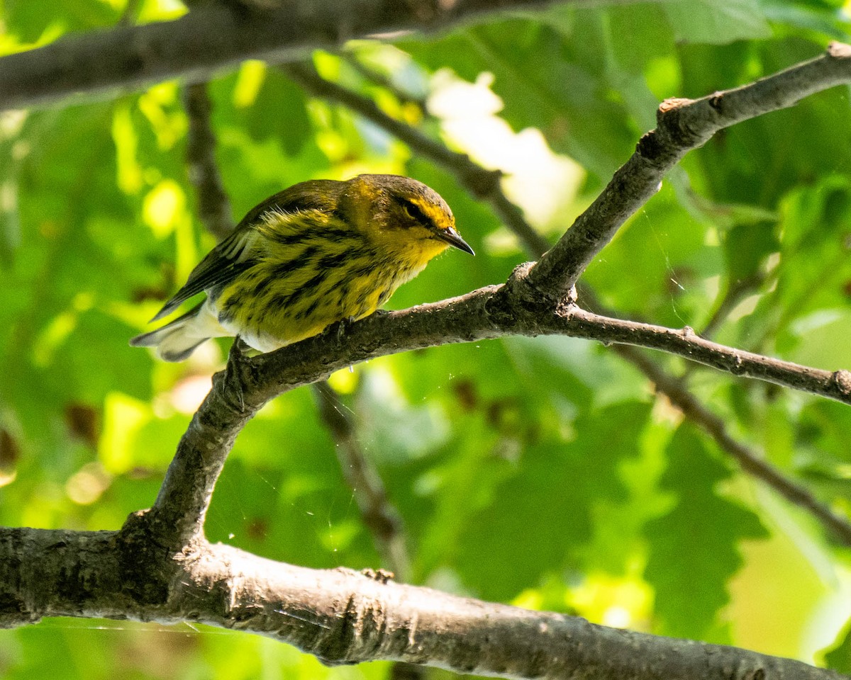 Cape May Warbler - ML622913824