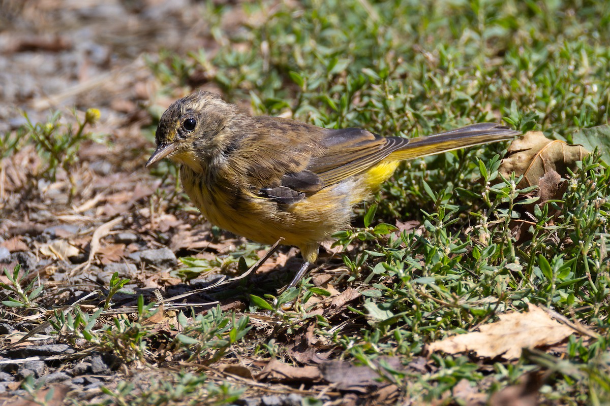 Palm Warbler (Yellow) - Lyall Bouchard