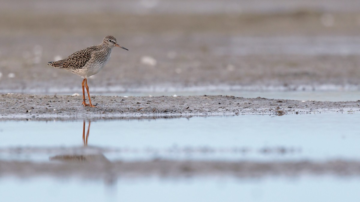 Common Redshank - Josh Jones