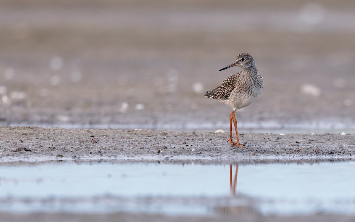 Common Redshank - ML622913922