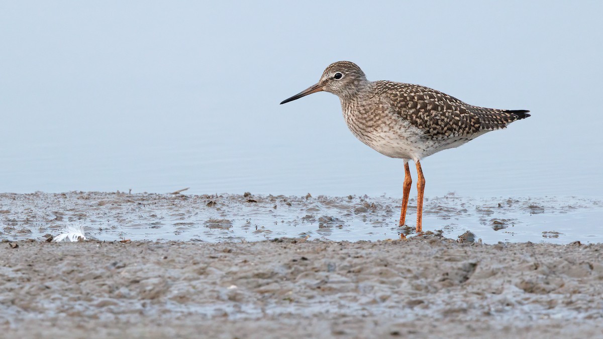 Common Redshank - ML622913925