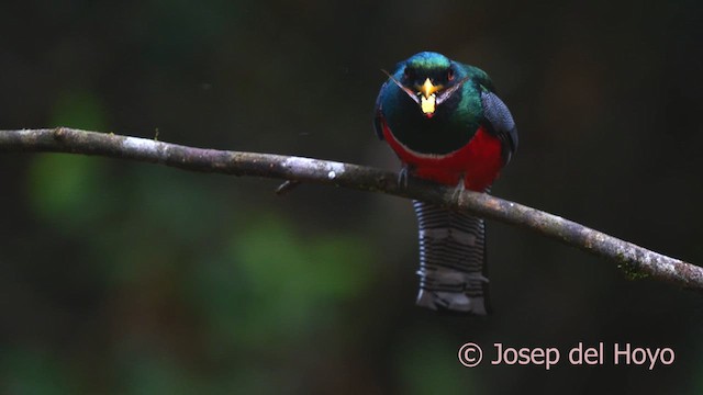 Collared Trogon - ML622913985