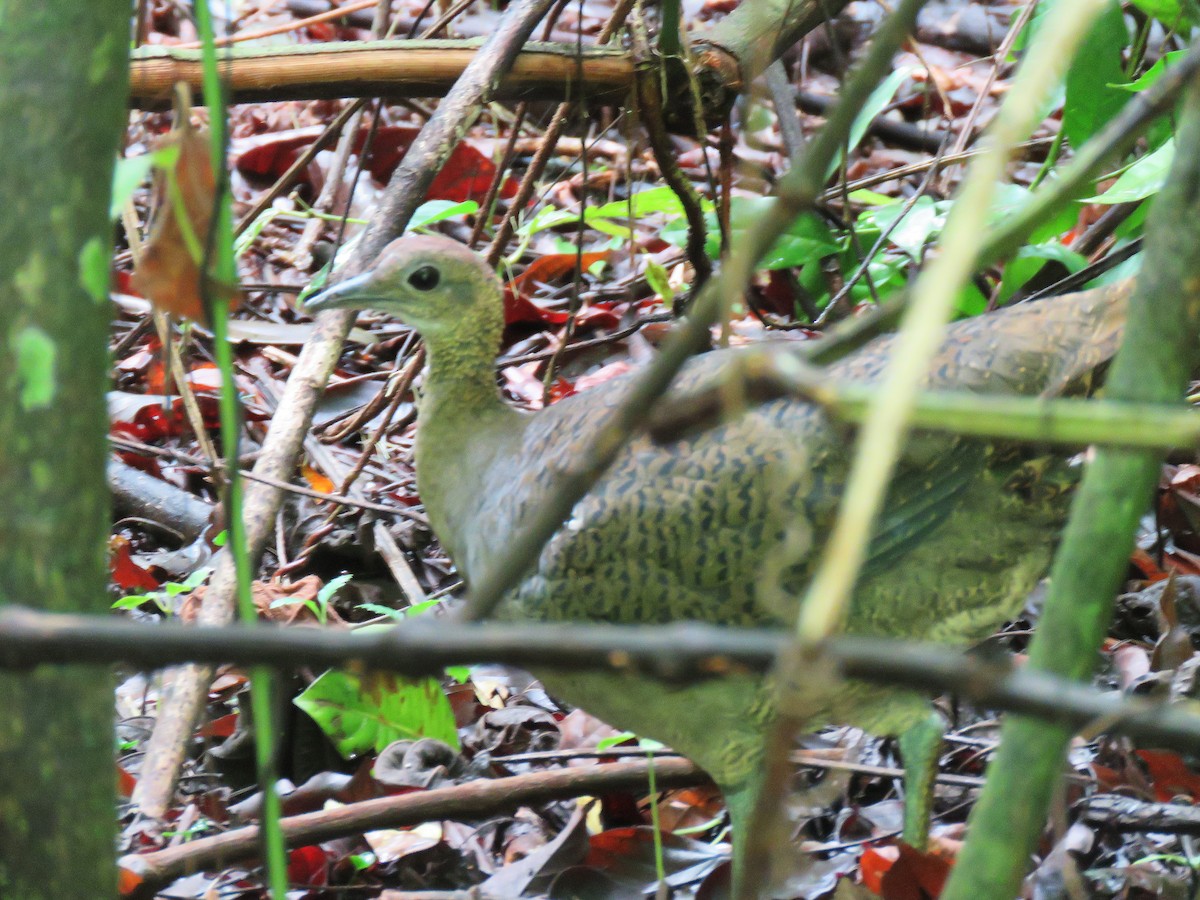 Great Tinamou - ML622913991