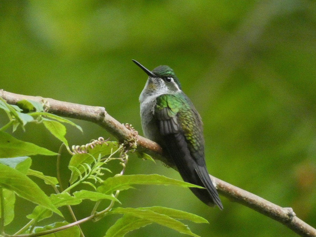 Green-throated Mountain-gem - ML622914003